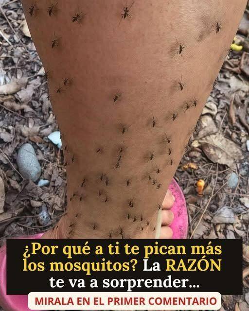 641273685 880194728168829 2259614276101588571 n