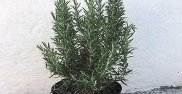 598147134 1390518909150081 1869079032534940264 n 768x768