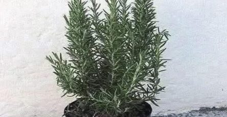 598147134 1390518909150081 1869079032534940264 n 768x768