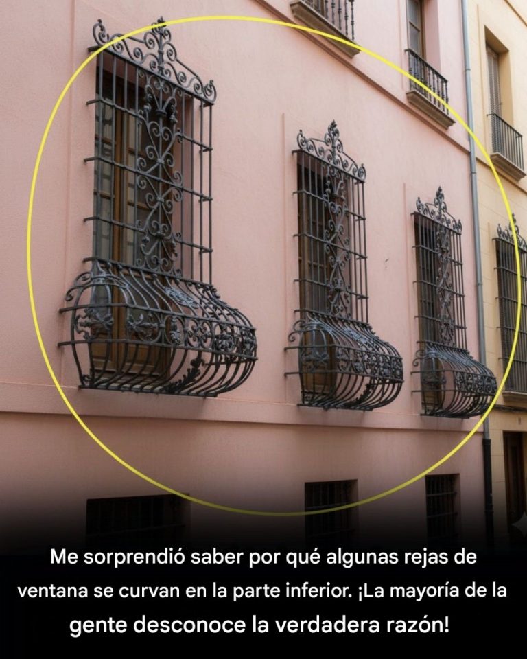 629911649 909841211573448 1561446361840027366 n 768x960