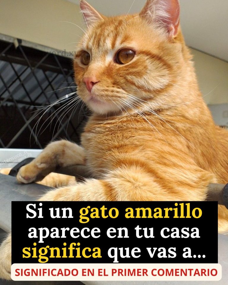 642849354 1476397944055743 2597881106577360690 n 768x960