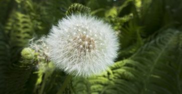 Hoja de leon 1 768x432