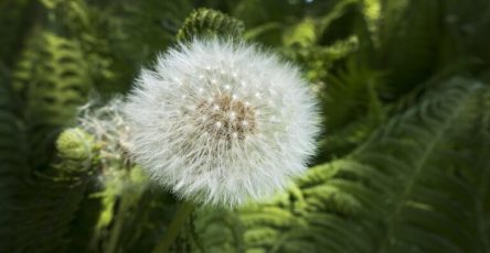 Hoja de leon 1 768x432