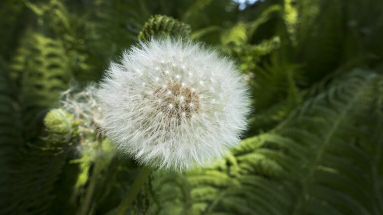 Hoja de leon 1 768x432