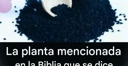 Image 2025 12 15T020438.267