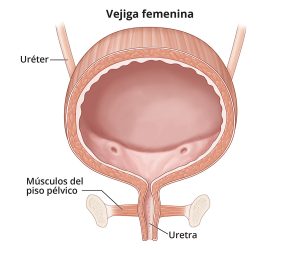 B1Image 01B Urinary trackFemale BladderFINALLabelsSPANISH1200x1013